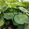 潍坊专业的荷花种苗提供商：水培花卉