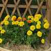 孔雀草种植基地——新艺花卉出售优质的黄色孔雀草