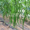 优质线椒种子当选恒瑞种业：越夏绿线椒种子