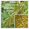 批发猪屎豆 山毛豆  银合欢 含羞草