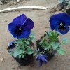 供应潍坊实惠的三色堇：三色堇供货商
