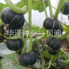 供应日本进口 贝贝南瓜种子 黑贝贝南瓜种子 华泽 小南瓜种子
