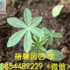 【兰州-山东羽扇豆栽培基地@@性价比高的羽扇豆批发价格@裕馨@值得信赖】