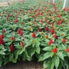 江苏鸡冠花——好的鸡冠花龙山苗木供应