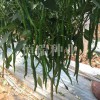 绿线椒种子生产厂家，高品质线椒种子推荐
