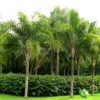[泰禾]布迪椰子品种优异，杭州华盛顿棕榈