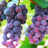 高密葡萄采摘——山东哪里有出售葡萄