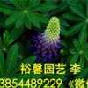 哪里出售质量好的羽扇豆；裕馨花卉专业供应羽扇豆；提供品质优良的鲁冰花种植批发