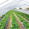 采摘园温室大棚供应——山东结实耐用的采摘园温室大棚