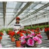 潍坊提供可信赖的花卉大棚建设 花卉大棚工程