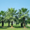 浙江一带布迪椰子——哪里能买到优质的加拿利海枣栽培技术