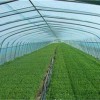 蔬菜棚专用EVA农膜批发，哪里能买到价格合理的EVA农膜