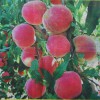 江苏全红大蜜桃桃苗，品种好的桃苗出售