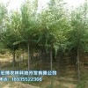 想要选购苗木种植就来青海宏博农林|绿化苗木批发
