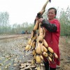 聊城富林种植专业合作社是专业的雪藕批发商：虹口雪藕代理