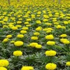 荷兰菊供应商|供应潍坊具有口碑的万寿菊