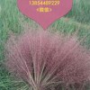【粉黛乱子草种植批发；；山东规模大的潍坊粉黛乱子草培育基地直销——优质粉黛乱子草来裕馨园艺推荐】