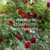 非常好的月季出售：青州丰花月季