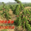 桃树苗批发 南阳桃树苗品种 桃树苗价格 桃树苗批发基地