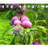重庆南川李子苗销售，重庆李子树苗，蜂糖李苗行情
