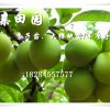 重庆璧山李子苗价格，重庆李子树苗产量，红脆李苗成熟时间