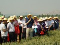 泰安市小麦新品种（系）田间现场观摩会在东平召开