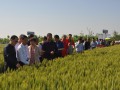 阜阳召开小麦新品种展示示范现场观摩会