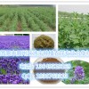 苜蓿提取物  紫花苜蓿提取物  苜蓿黄酮5%-25%