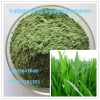 燕麦苗粉、燕麦青叶粉  燕麦苗汁粉