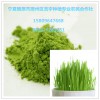 小麦苗粉  绿色麦苗鲜汁粉  小麦草粉