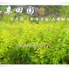 重庆荣昌李子苗产地直销，批发汶川蜂糖李苗，重庆李子树苗行情