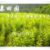 重庆开州李子苗批发价格，茂县蜂糖李苗出售，重庆李子树苗种植