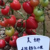 小番茄种子品种供应价格，现代立新.美娜通过国家审定，品质可靠