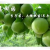 重庆丰都青脆李苗批发基地，茂县青脆李树苗价格，李子苗种植技术