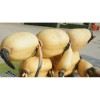 聊城销量好的莲子培育藕种供应    |一级的莲子培育藕种