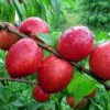 兴民果树苗木出售专业的香山红桃树苗：香山红桃树苗批发