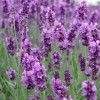 薰衣草种子 潍坊品牌好的草花种子提供商