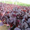 青州红叶甜菜|山东哪里有出售宿根地被