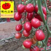 现代立新美娜，粉色小番茄品种，小番茄老名牌，厂家直销供应价格