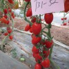 现代立新T31-52大宝小番茄种子供应，加工番茄果脯极好
