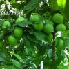 阿坝州青脆李子树苗多少钱一株，四川省资阳市李子树苗基地