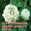 白三叶草坪种子上哪买好_白花三叶草价格