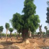 大规格皂角树 品种好的大型皂角树推荐