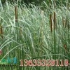月亮湾水生植物出售优惠的蒲草，实惠的蒲草