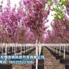 青海丁香树销售_青海园林绿化供应基地