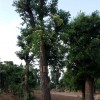 种植小六谷：供应山东成活率高的车梁木