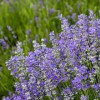 甘肃薰衣草，供应各种规格薰衣草