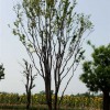 大型流苏树 想要抢手的流苏大树就来青州顺地苗木
