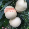 桃树苗批发 桃树苗新品种 桃树苗价格 桃树苗批发基地