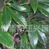 金丝楠树种子，金丝楠木树苗专业供应商